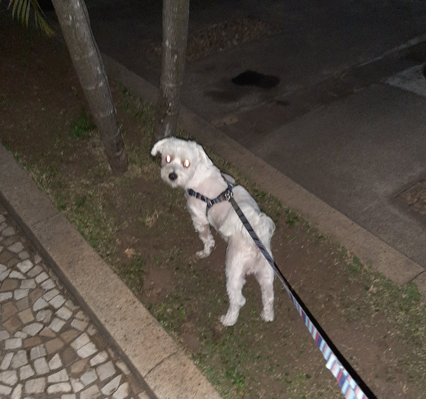 Passeando no condomínio