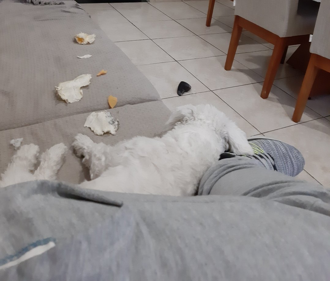 Olha a bagunça do meu chicletinho