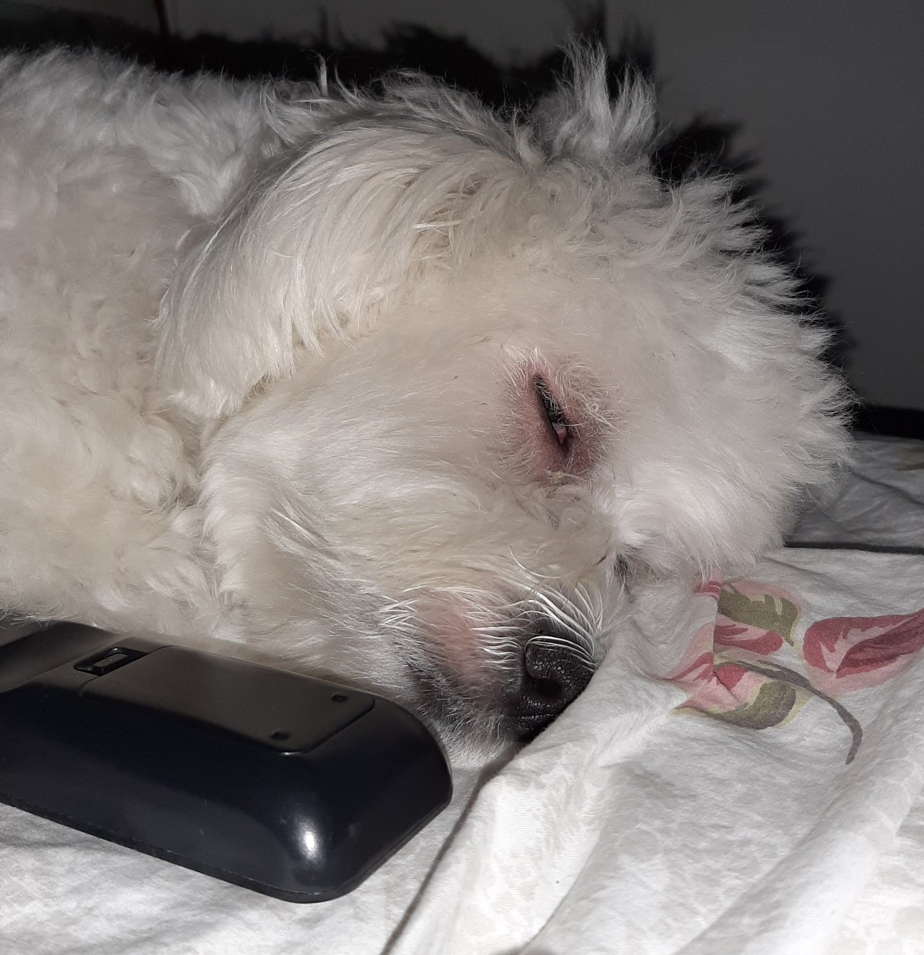 Morrendo de sono