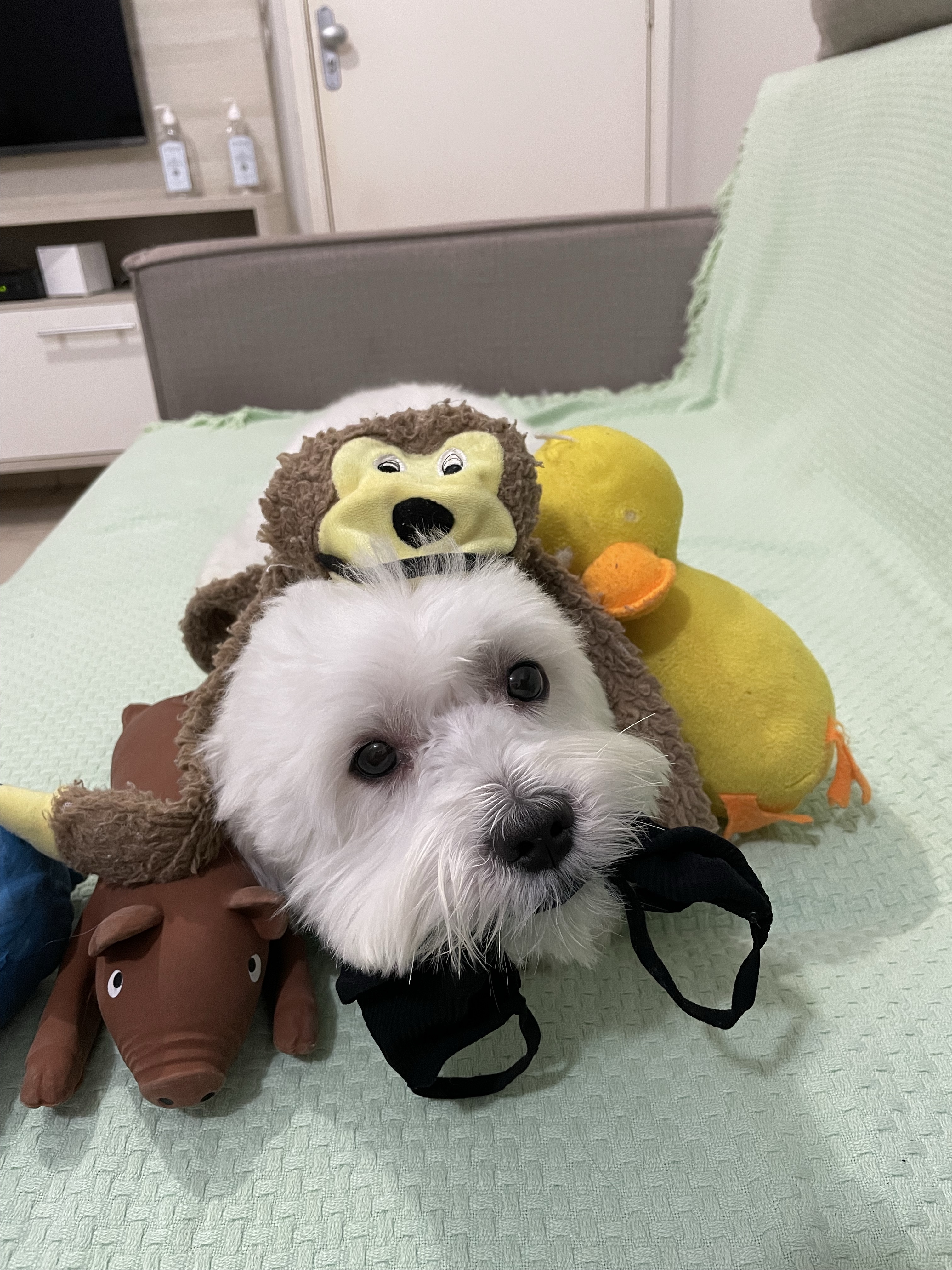 Anakin e seus amigos