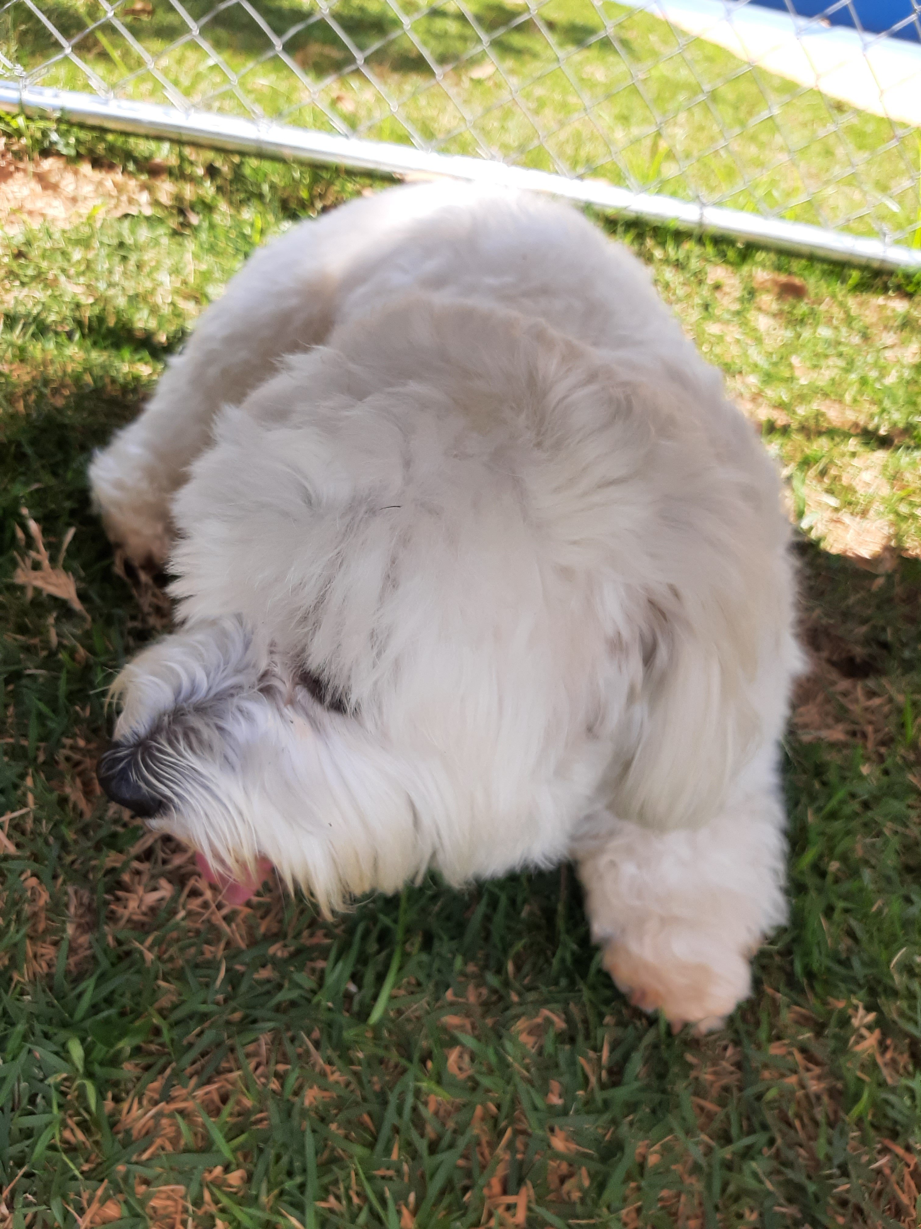 Estreando novo cachorrorodromo