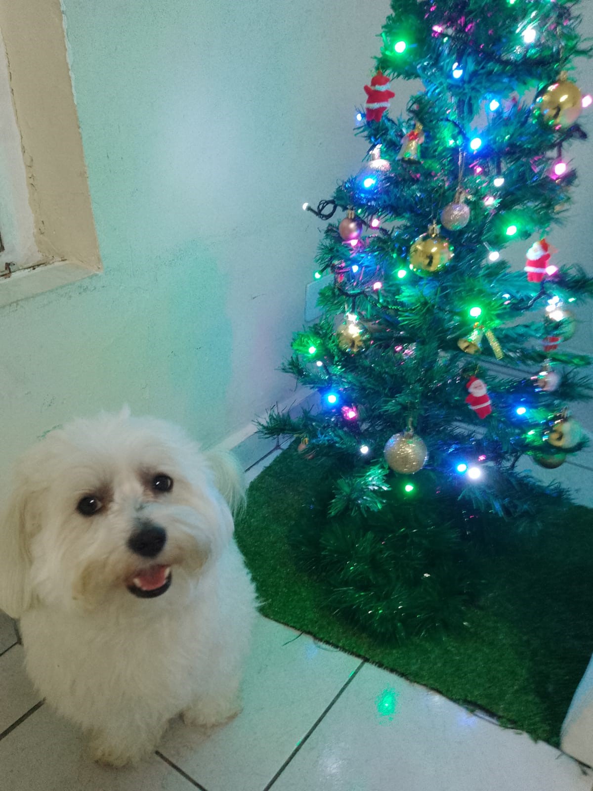 Olha eu comportado ao lado da arvore de Natal