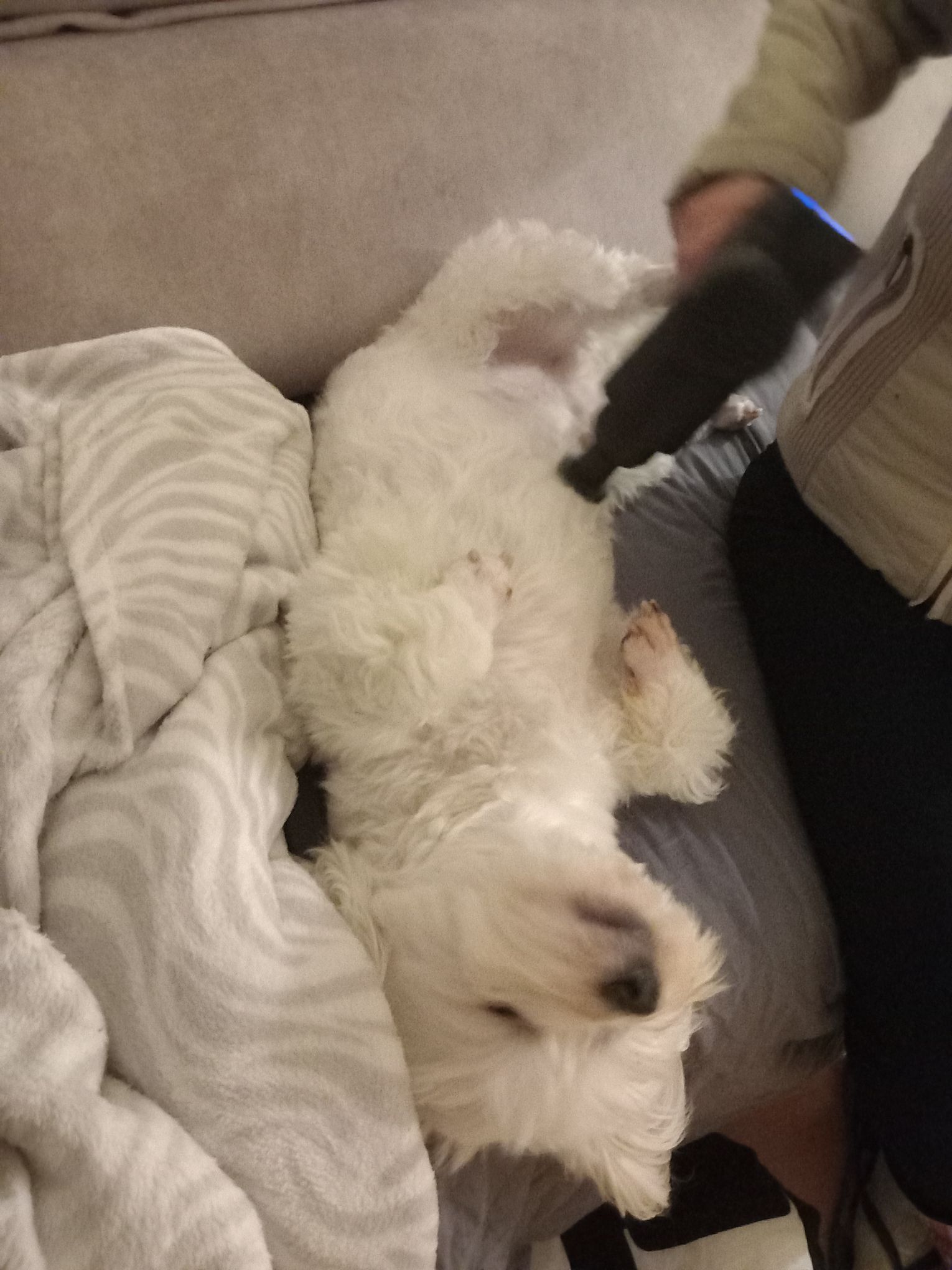 Anakin, cão maltês, bonzinho e carinhoso